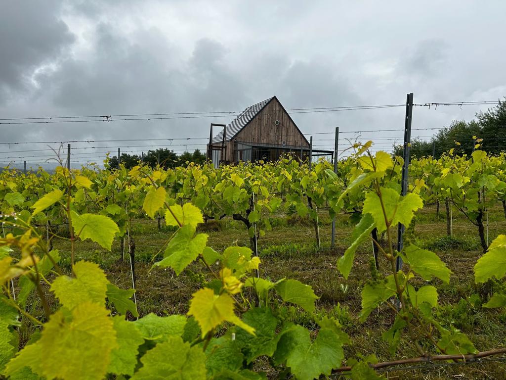 Vineyard rows and tasting house visited by groups in southern Poland — FORTravels DMC Poland